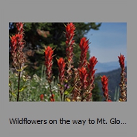 Wildflowers on the way to Mt. Glory - Tetons